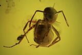 Detailed Fossil Flies, Ant & Spider In Baltic Amber #87248-2